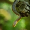 Uzovka stromova - Zamenis longissimus - Aesculapian Snake 5912